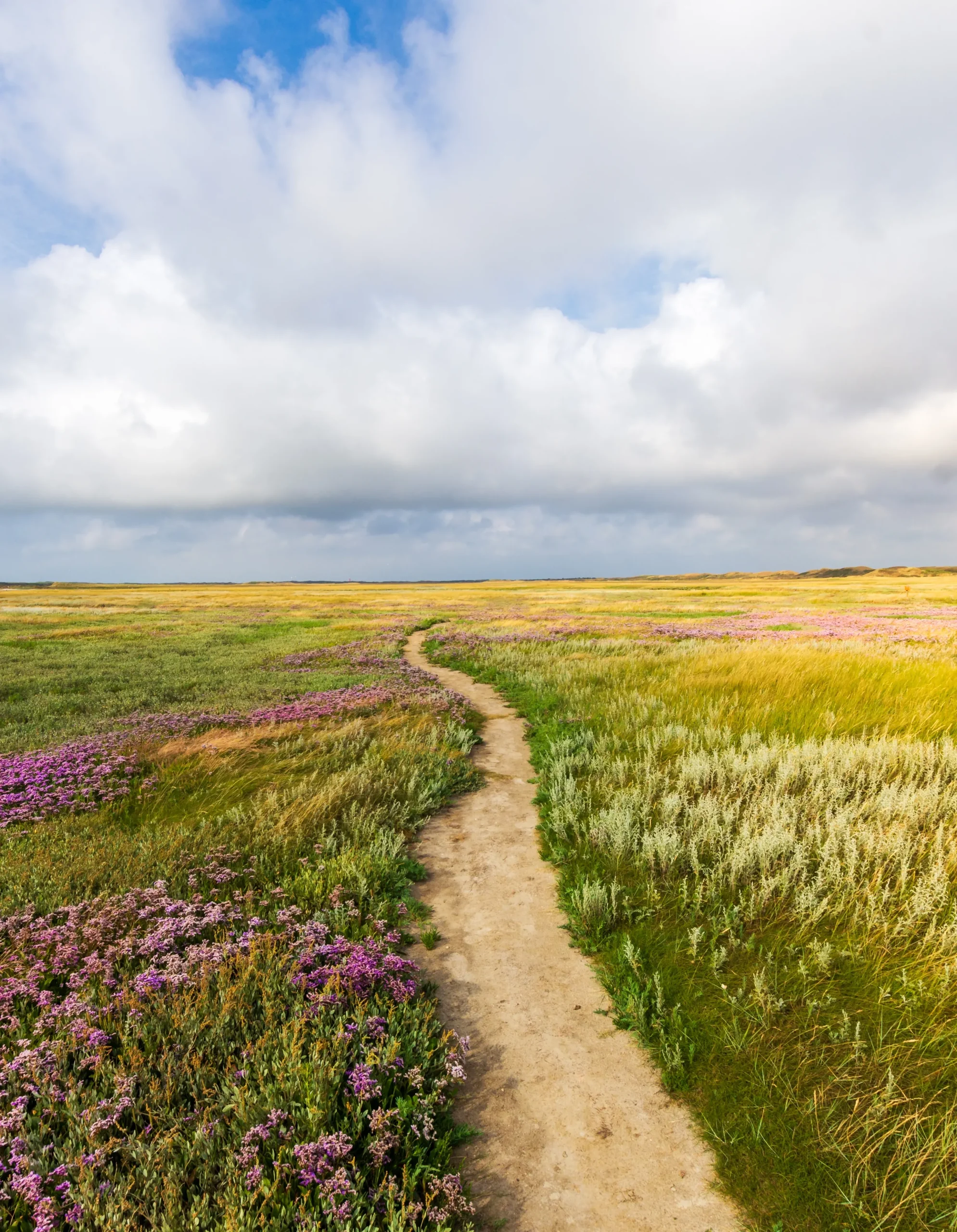 1695870680_beautifulshotnarrowpathwaymiddlegrassyfieldwithflowerscloudysky
